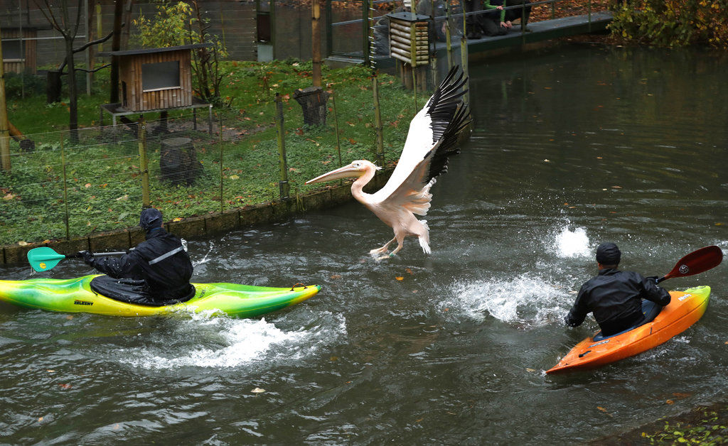 To catch a pelican